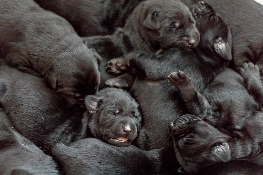 Our Family Adopted A Young Labrador And She Surprised Us With 12 Puppies