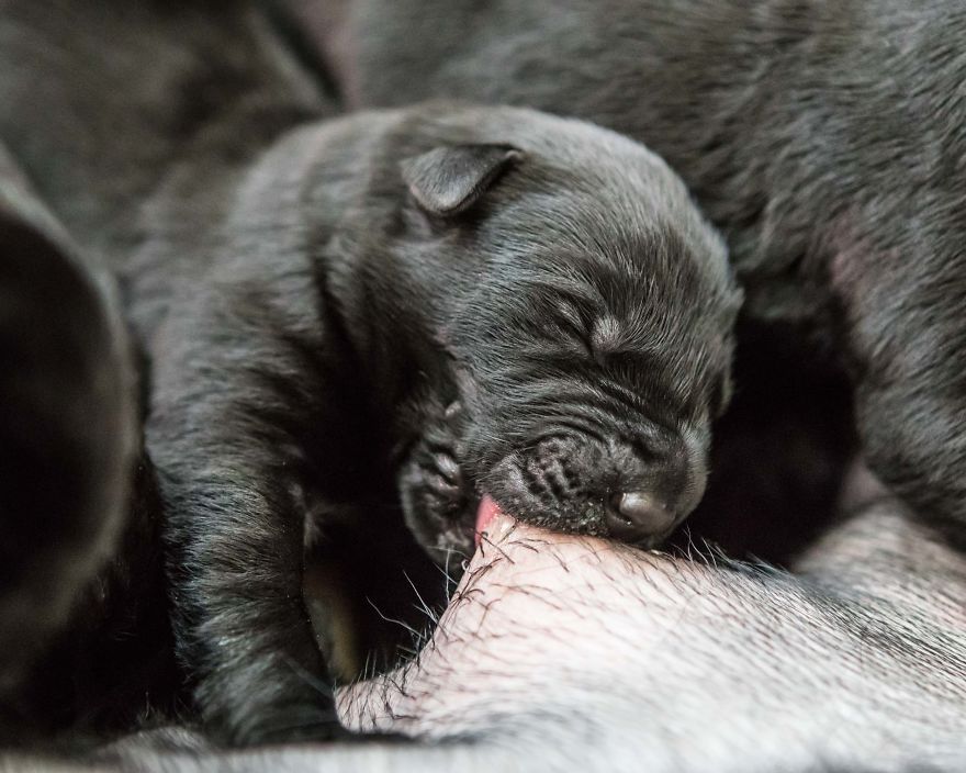 Our Family Adopted A Young Labrador And She Surprised Us With 12 Puppies