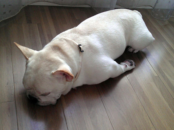 Sleeping-Bulldog-5caa02203aede.jpg