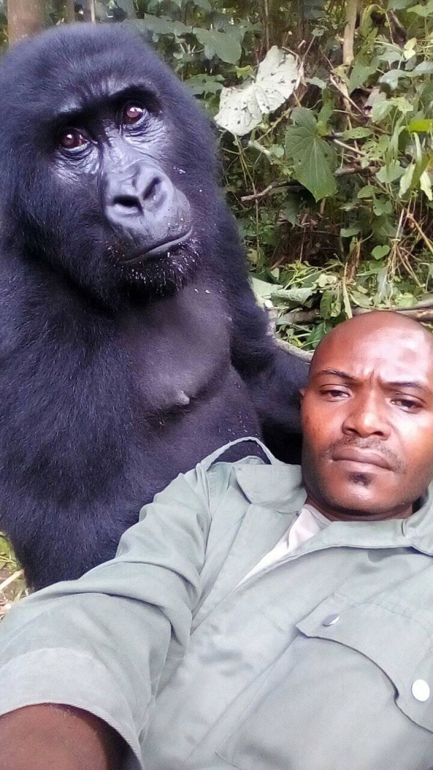 Gorillas Pose For Selfies With Anti-Poaching Rangers In Congo