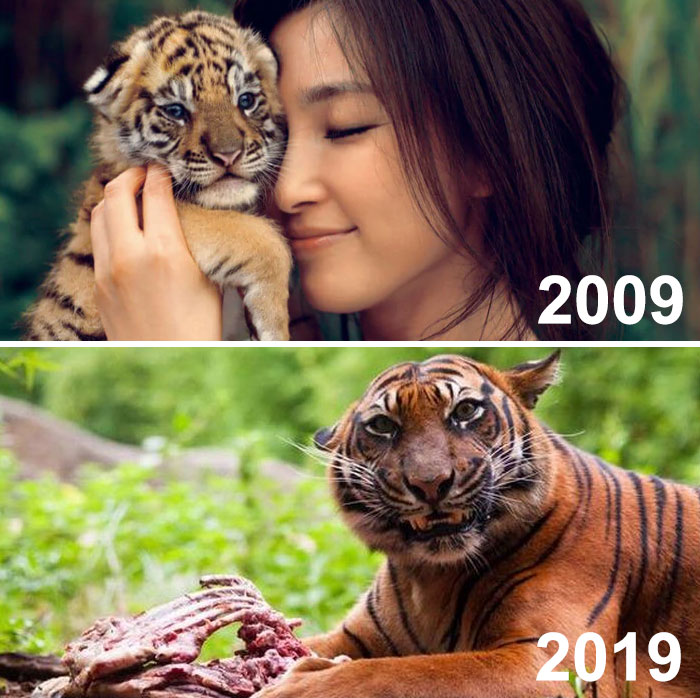 Se supone que era un anuncio para mostrar lo mucho que ha crecido el tigre en 10 años, pero en vez de eso parece...
