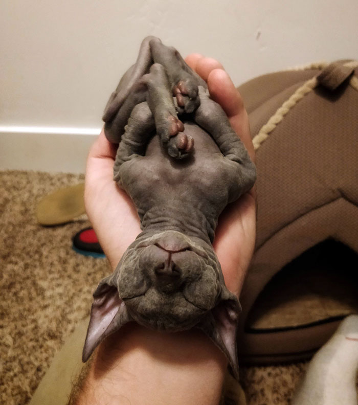 Small sphynx cat lying on its back in person's hand