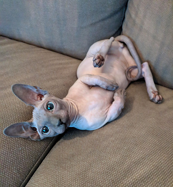 Sphynx cat lying on its back on the sofa
