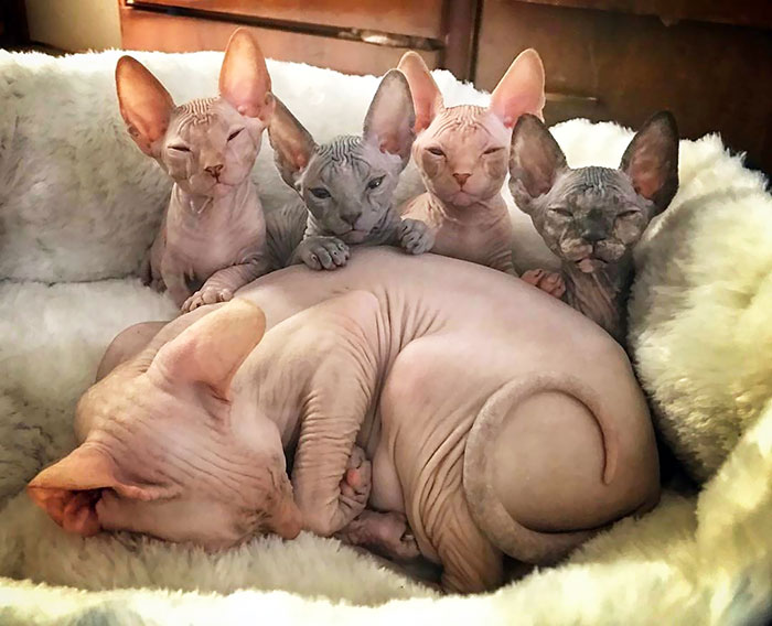 Sphynx cat and four small kitties in a soft bed