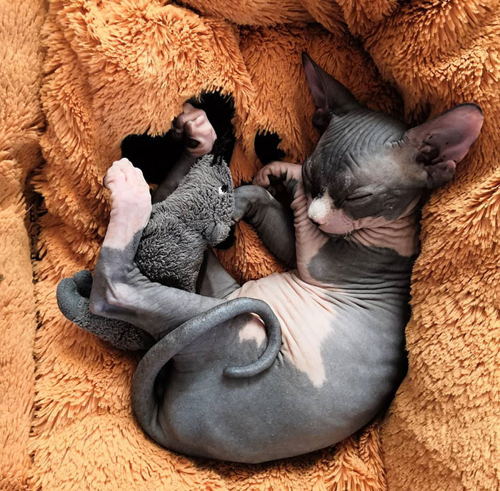 Sphynx cat sleeping with plush toy in orange soft blanket