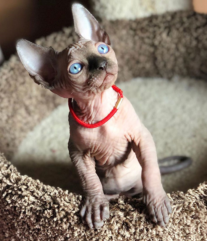 Blue-eyed sphynx cat with red collar
