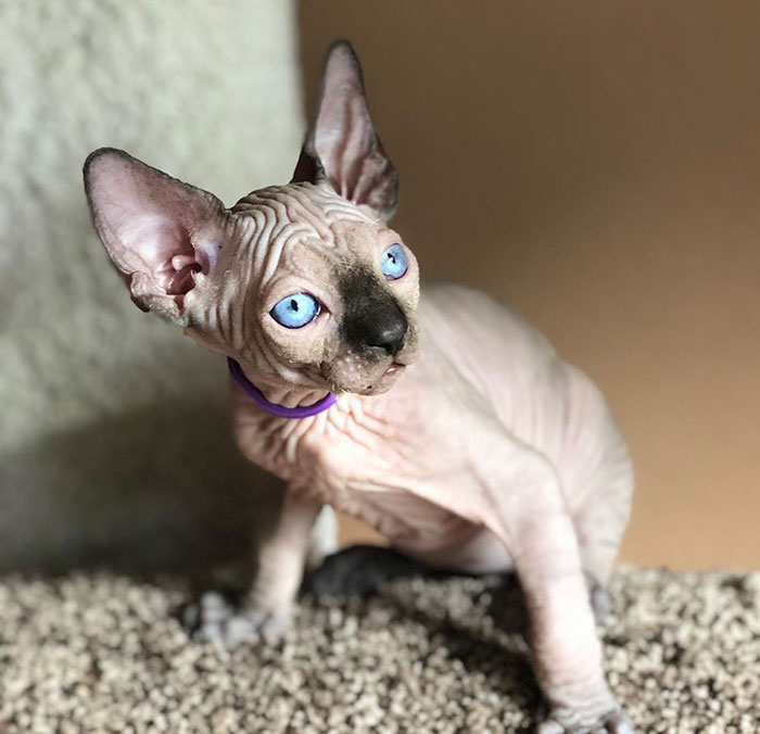 Sphynx cat with blue eyes and purple collar