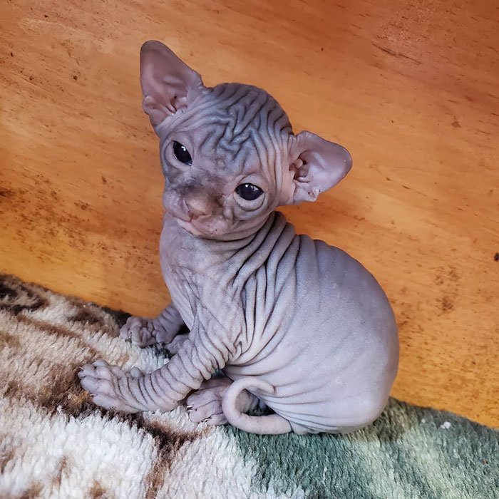 Wrinkled small grey sphynx cat