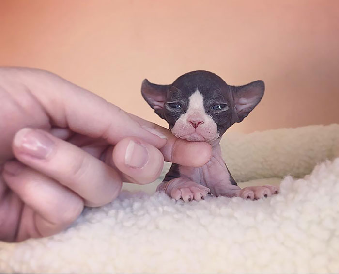 A hand is touching a tiny cute sphynx kitty