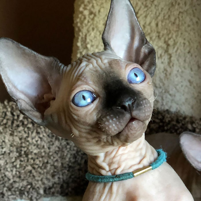 Sphynx kitten with blue eyes and blue collar