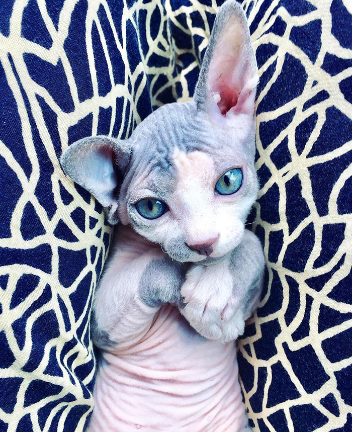 Sphynx cat lying on its back in dark blue and white pattern blanket