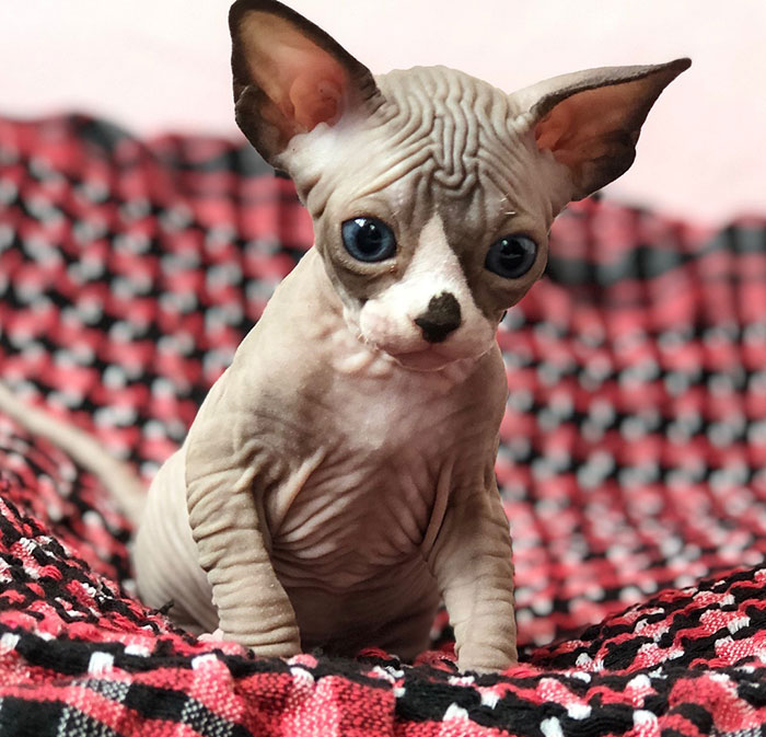 Sphynx cat on blanket