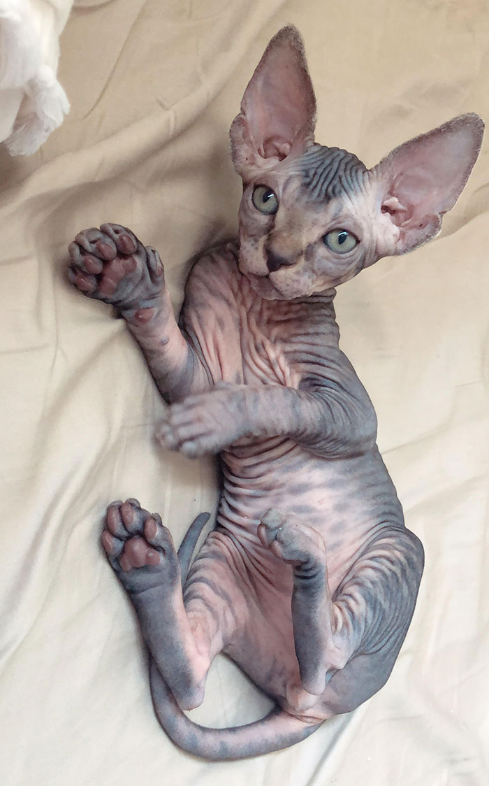 Wrinkled sphynx cat in bed
