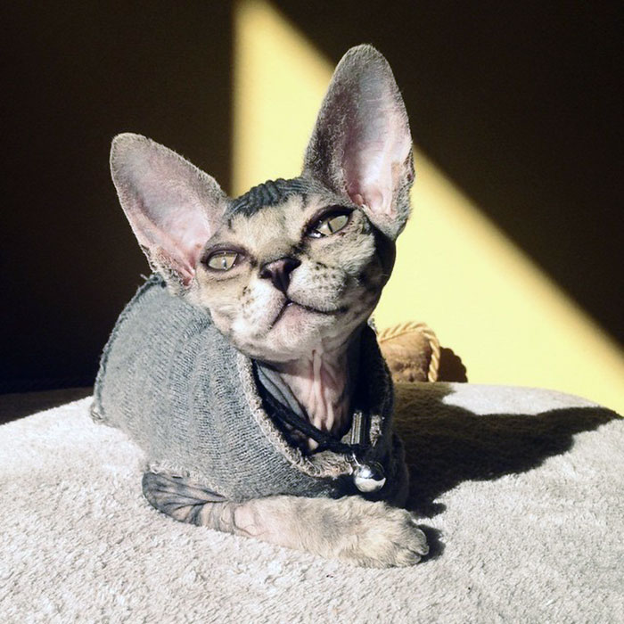 Sphynx cat, smiling with a sweater and lying on the sofa
