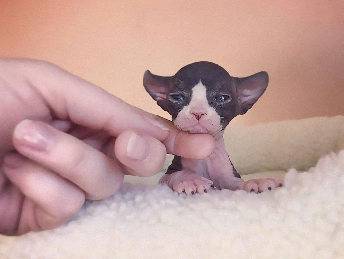 30 Adorable Sphynx Photos To Change Every Sphynx-Haters’ Mind