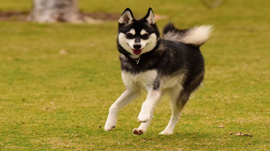 The Alaskan Klee Kai, A Wonderful Dog!