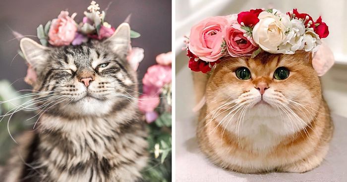This Artist Is Making Flower Crowns For Animals And They Look Majestic |  Bored Panda