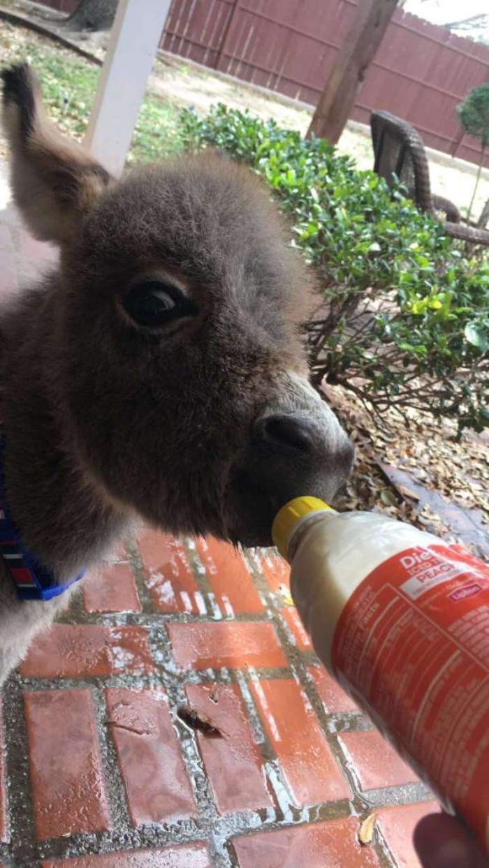 Teen Becomes Mom To Baby Donkey And It Changed Both Of Their Lives