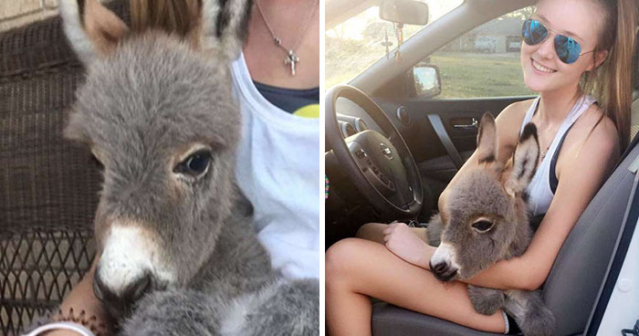Teen Becomes Mom To Baby Donkey And It Changed Both Of Their Lives