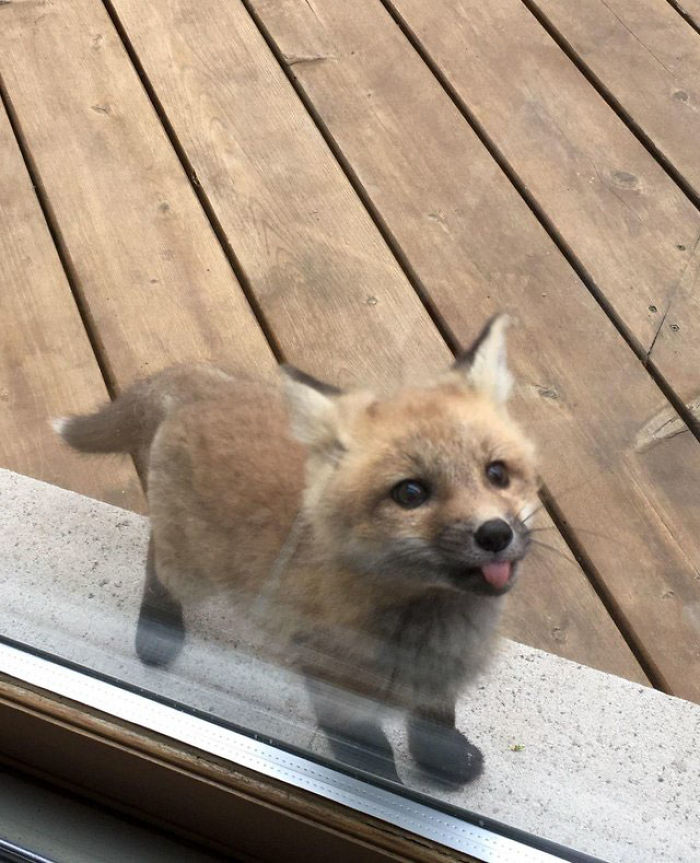 Baby Foxes Show Up At Person's House And Their Pics Are Adorable