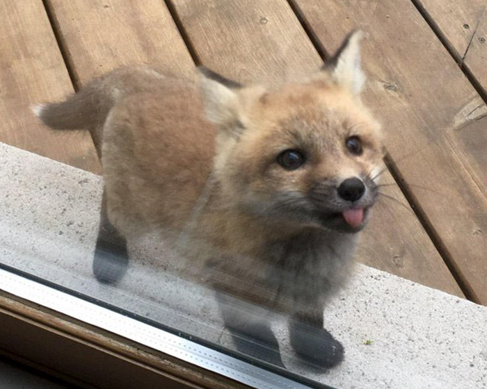 Baby Foxes Show Up At Person’s House And Their Pics Are Adorable