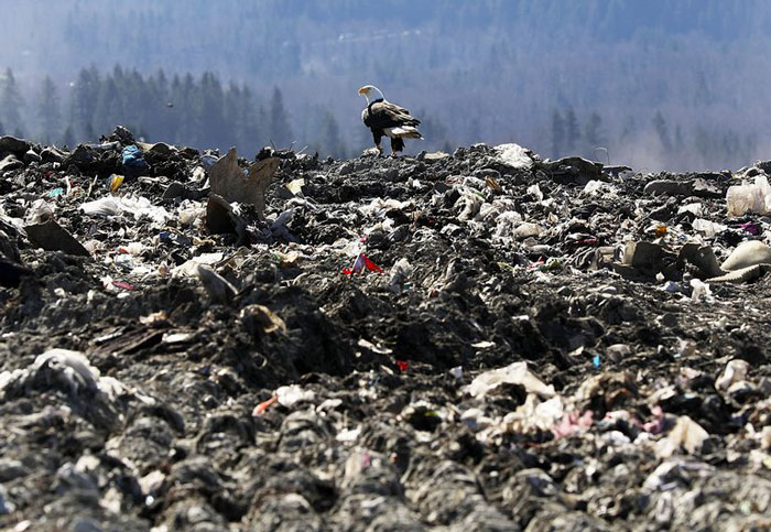 Bald Eagles Are Carrying Trash From A Landfill To Seattle Suburbs And People Don't Know What To Do About It