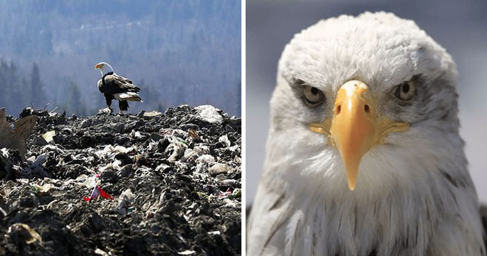 Bald Eagles Are Carrying Trash From A Landfill To Seattle Suburbs And People Don’t Know What To Do About It
