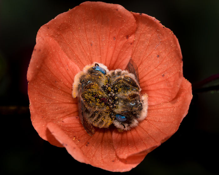 There's A Bee Species That Sleep In Flowers And It's Adorable | Bored Panda