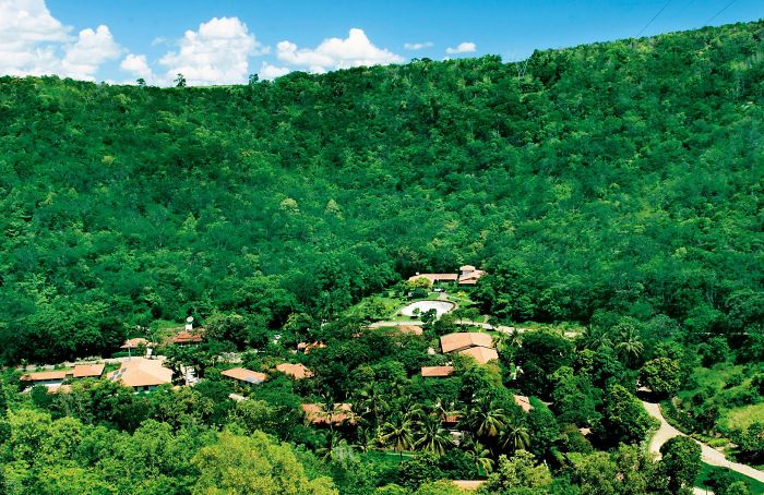 Beautiful huge forest full of green trees Brazil reforestation success