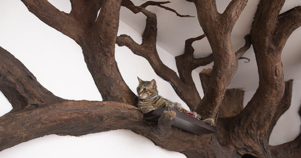 Man Creates Indoor Fake Tree For A Cat 