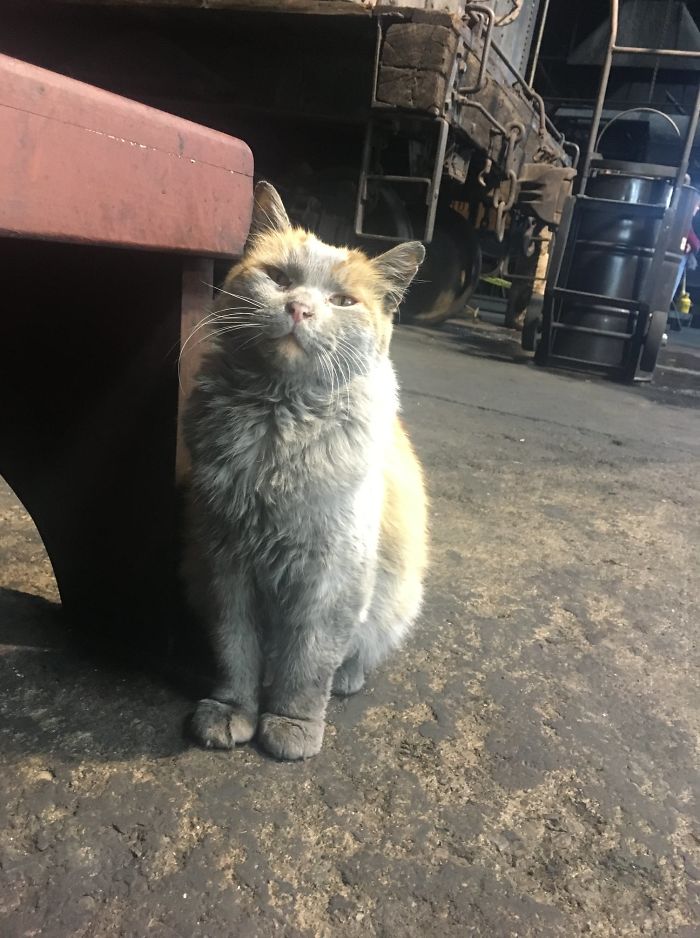 Meet 'Dirt', The Nevada Railway Cat That Always Looks Like He Needs A Bath