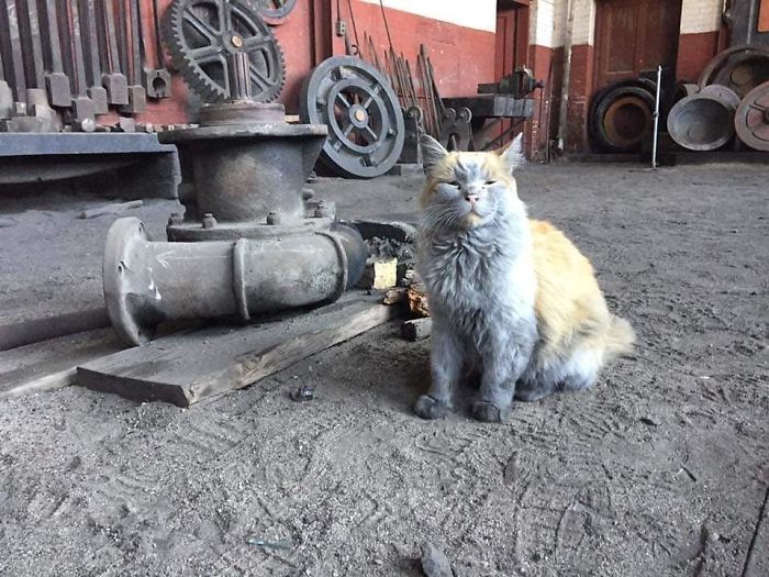 Meet 'Dirt', The Nevada Railway Cat That Always Looks Like He Needs A Bath