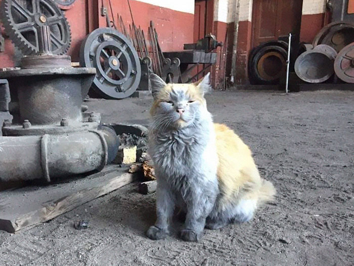 Meet ‘Dirt’, The Nevada Railway Cat That Always Looks Like He Needs A Bath