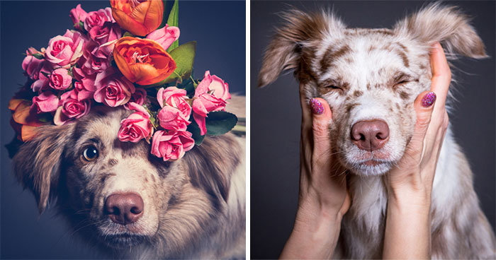 We Capture The Emotions Dogs Express With Their Faces (24 Pics)