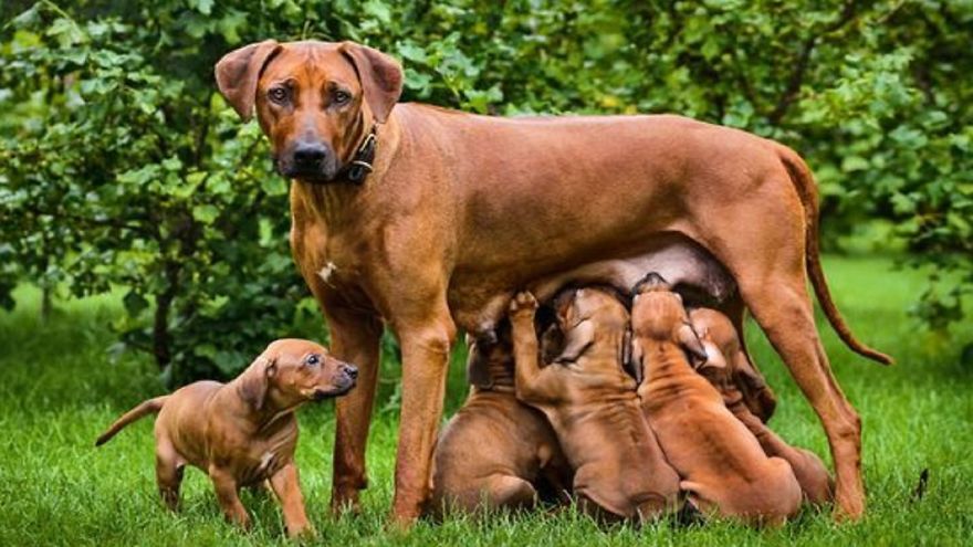 How Long Are Dogs Pregnant? What Can Dog Owners Expect Next?