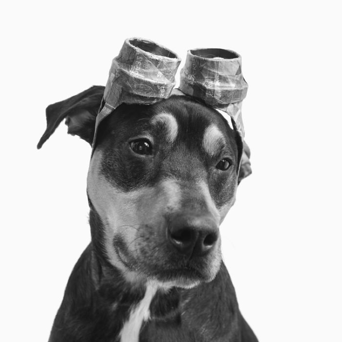 I Make Cute Hats For Dogs Out Of Trash To Prove That All Shelter Pets Deserve A Second Chance (26 Puppy Pics)