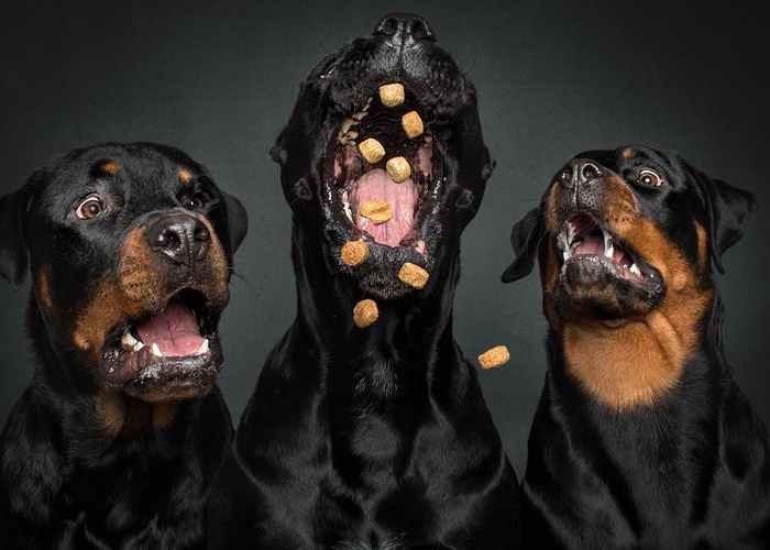 Hilarious Expressions Of Dogs Trying To Catch Treats In Mid-Air