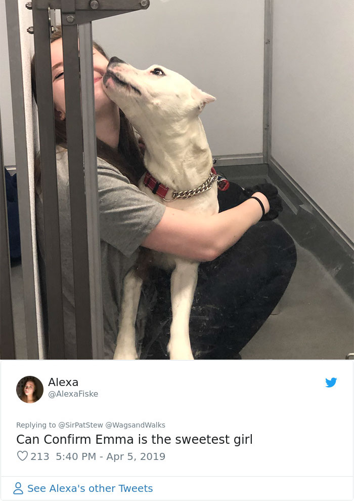 Patrick Stewart Has A New Foster Dog And Their Bond Is Adorable