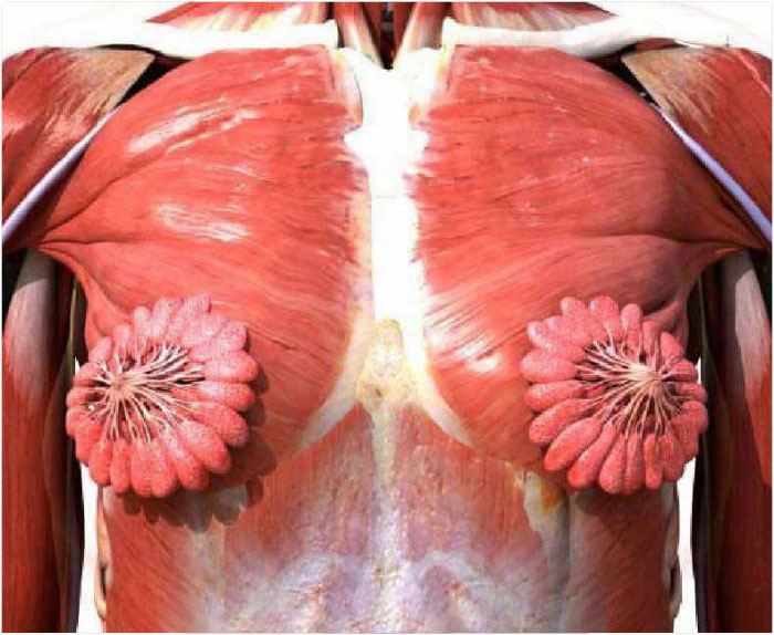 La gente no se puede creer que esta foto de las glándulas mamarias femeninas sea real