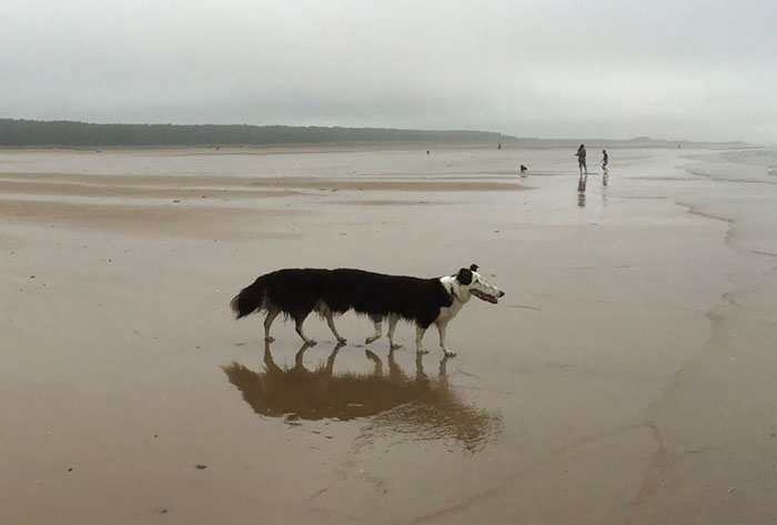 30 Animal Panorama Fails That Are So Bad They’re Good