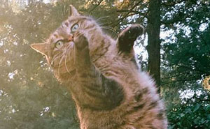 60 Of The Funniest Dancing Cat Pics