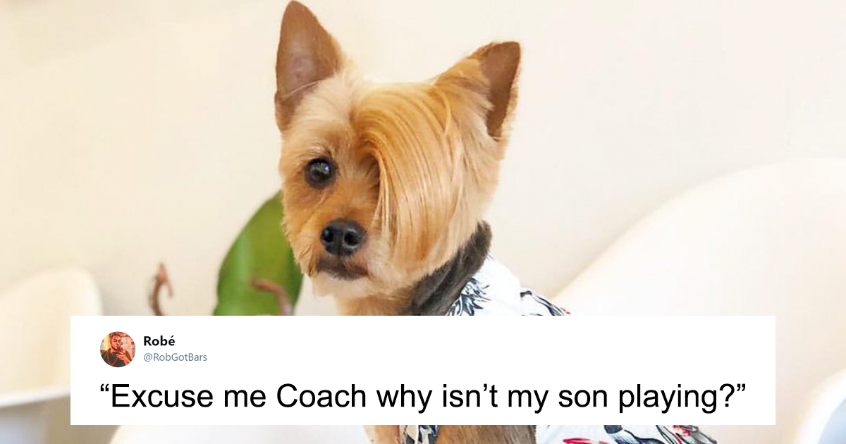 Someone Asks To Caption This Dog Picture, People Respond With 25 Hilarious  Captions | Bored Panda