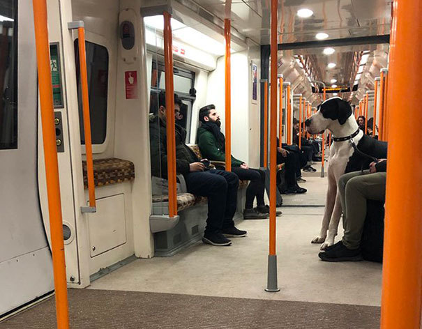 The Size Of This Dog In The Tube