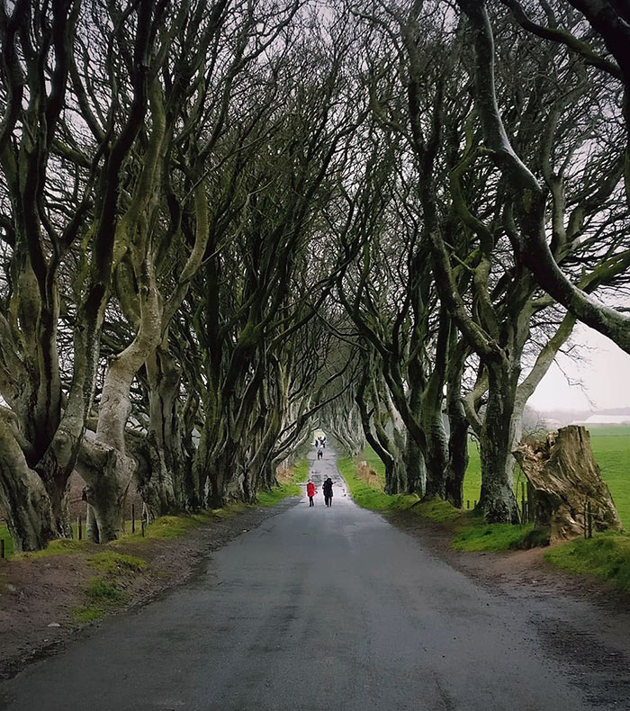 The Kingsroad, Westeros Located In The Dark Hedges, Northern Ireland