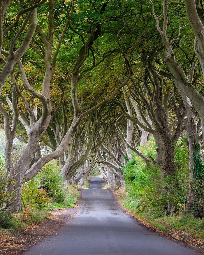 King's Road Aka The Dark Hedges In Northern Ireland