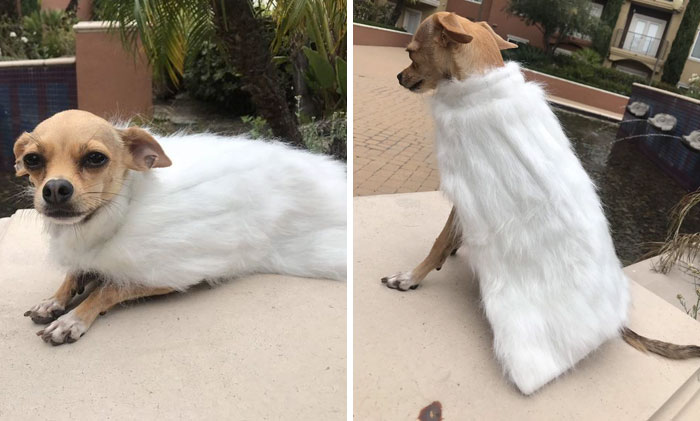 Turn Your Pet Into A Game Of Thrones Character With These GoT Themed Pet Cloaks