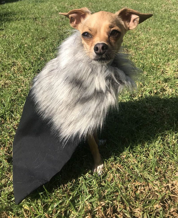 Turn Your Pet Into A Game Of Thrones Character With These GoT Themed Pet Cloaks