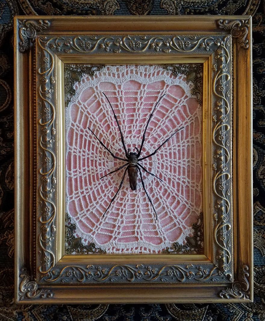 I Create Baroque And Gothic Wall Mounts Out Of Taxidermied Spiders