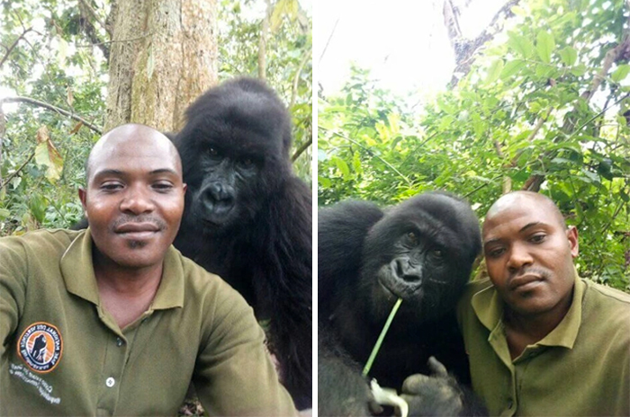 Gorillas Pose For Selfies With Anti-Poaching Rangers In Congo