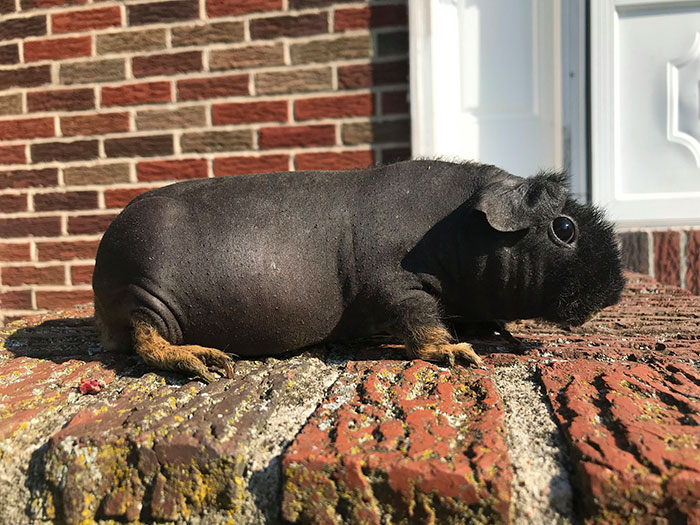 8 Hairless Guinea Pigs That You Could Mistake For Tiny Hippos